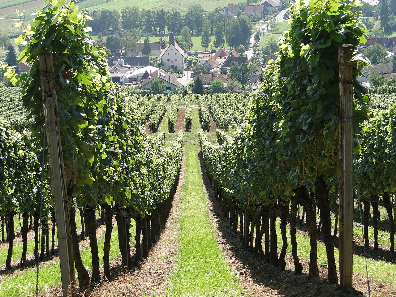 Weinberge bei Pleisweiler in der Südpfalz